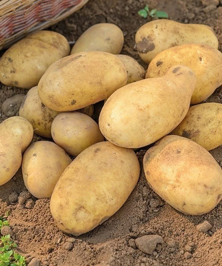 Are Potatoes Good or Bad for You? A Balanced Look