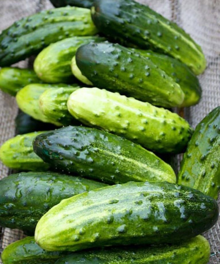 Why Adding Cucumber to Your Salad Is a Smart Daily Habit