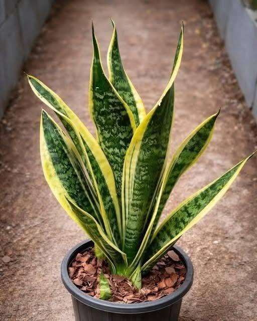 The Truth Behind Popular Houseplant Myths and Their Benefits