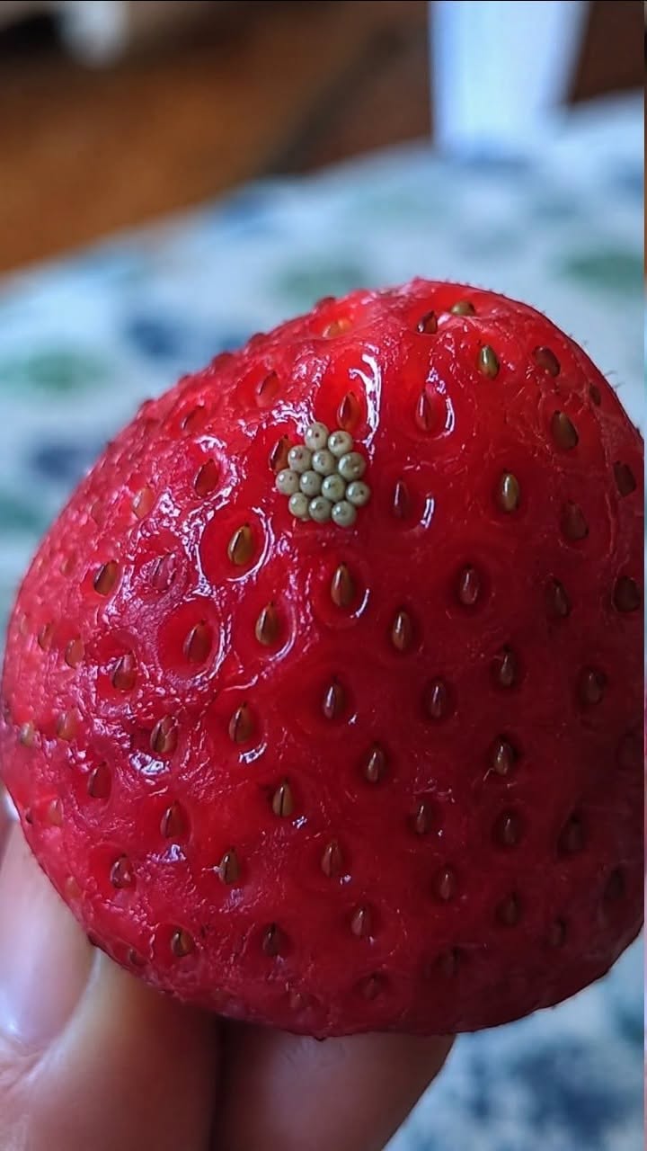 Those Tiny White Worms in Strawberries: Should You Worry?