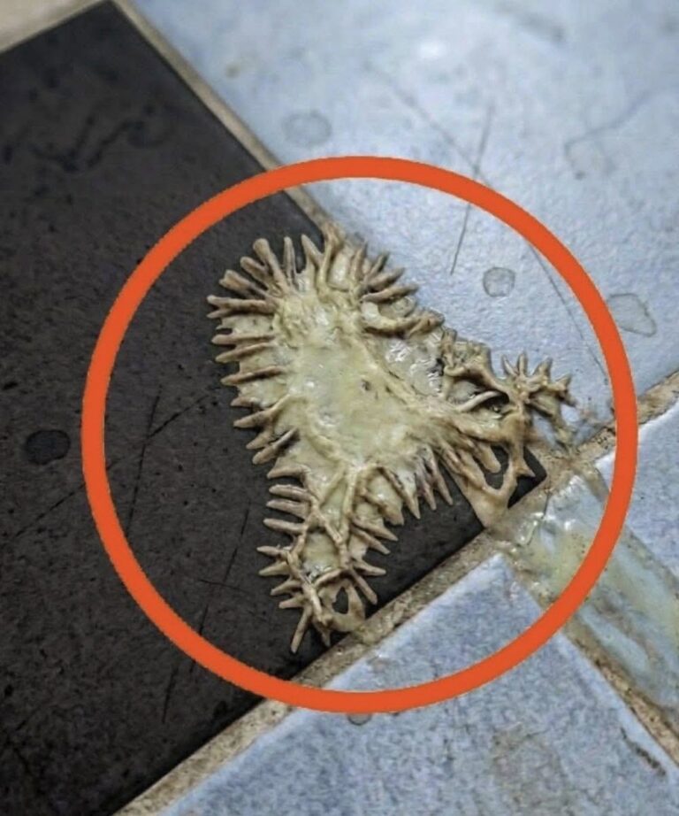 That Mysterious Blob in Your Bathroom Is Probably Slime Mold